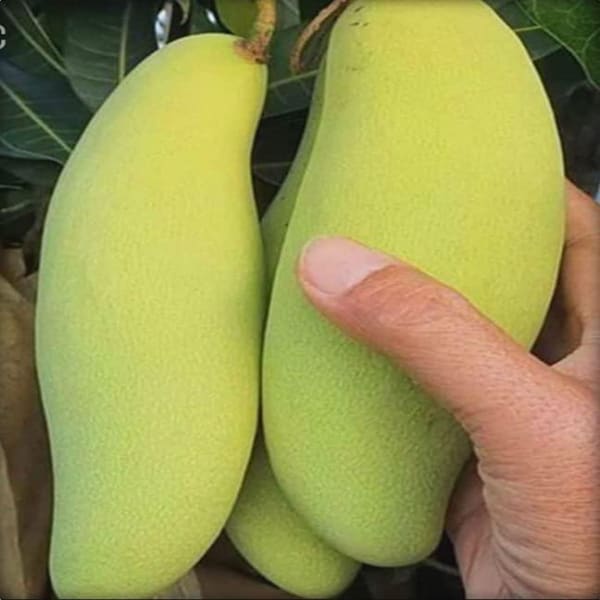 Hybrid Thai Banana Mango Plant| Dwarf and Hybrid Plants