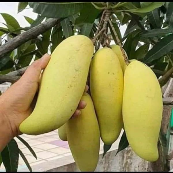 Hybrid Thai Banana Mango Plant| Dwarf and Hybrid Plants