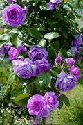 Hybrid Rose Flower Plant | Dwarf and Hybrid Plants