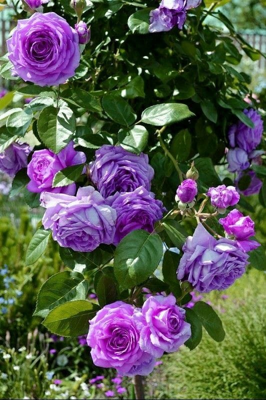 Hybrid Rose Flower Plant | Dwarf and Hybrid Plants