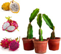 Pack of 3 Hybrid Dragon Fruit Plant