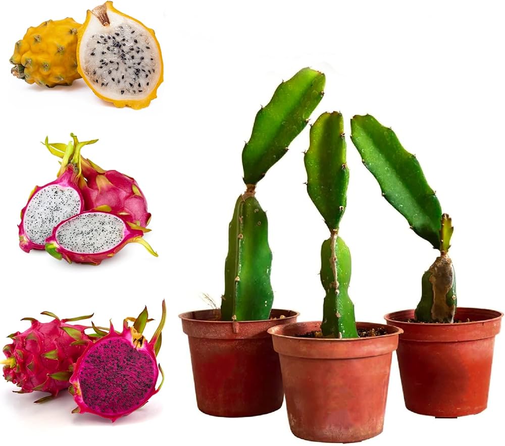 Pack of 3 Hybrid Dragon Fruit Plant
