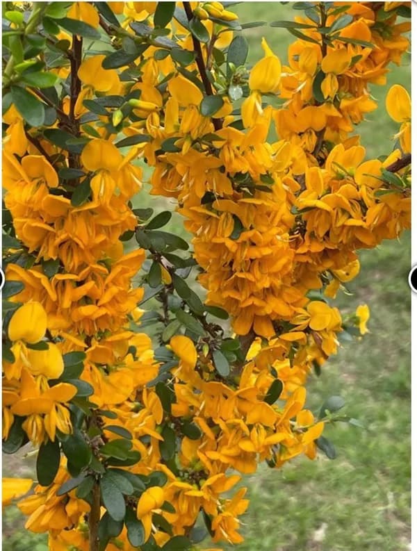 YELLOW BLUEBELL BONSAI PLANT