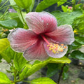 Hybrid Hibiscus Flower Plant | Dwarf and Hybrid Plants