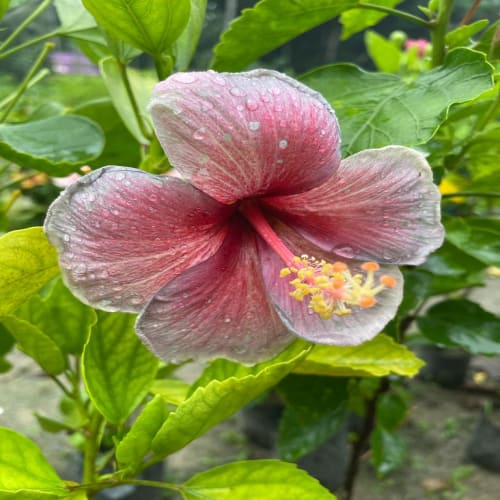 Hybrid Hibiscus Flower Plant | Dwarf and Hybrid Plants