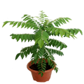 Curry leavs plant | Dwarf and Hybrid Plants