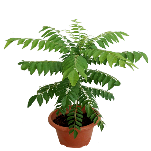 Curry leavs plant | Dwarf and Hybrid Plants