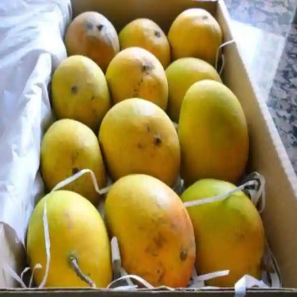 Qusai Mango Plant | Dwarf and Hybrid Plants