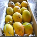 Qusai Mango Plant | Dwarf and Hybrid Plants