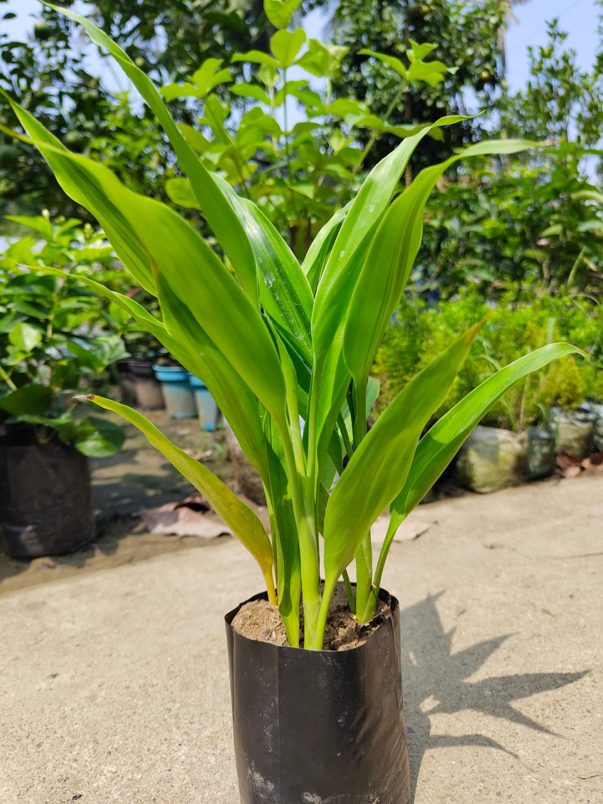 RARE GOLDEN LUCKY BAMBOO PLANT
