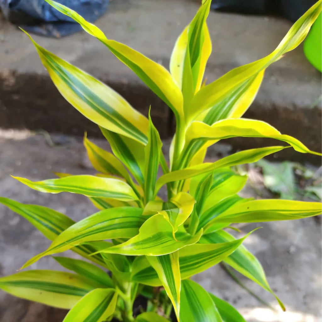 RARE GOLDEN LUCKY BAMBOO PLANT