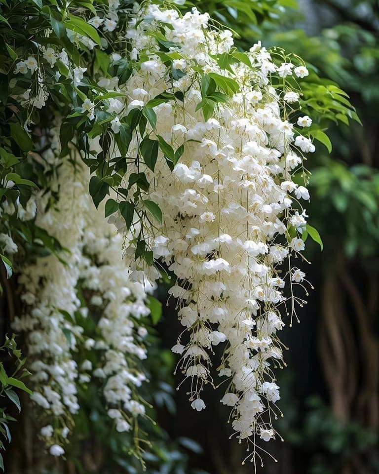 RARE VERITY DAY CREEPER JASMINE PLANT