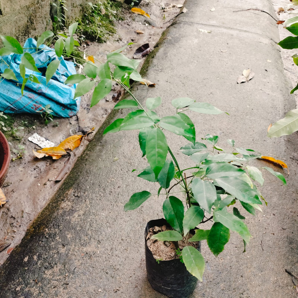 RARE VERITY DAY CREEPER JASMINE PLANT