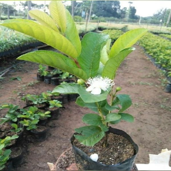 Vnr Guava Plant| Dwarf and Hybrid Plants