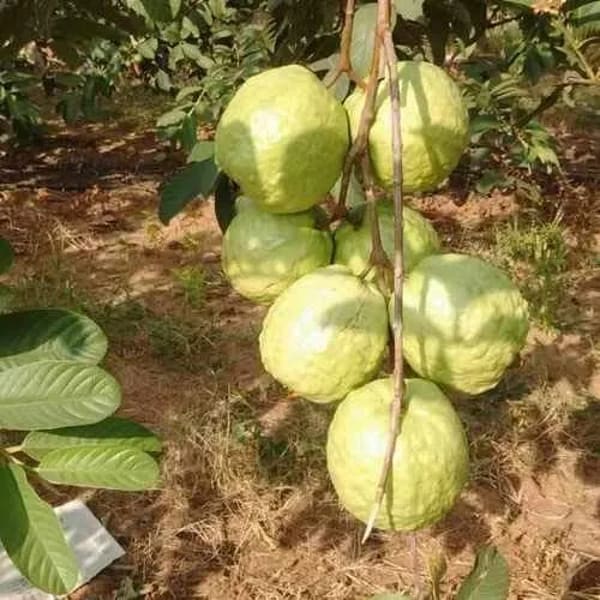 Vnr Guava Plant| Dwarf and Hybrid Plants