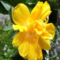 Hybrid Hibiscus Flower Plant | Dwarf and Hybrid Plants