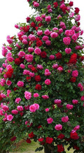 Hybrid Rose Flower Plant 27