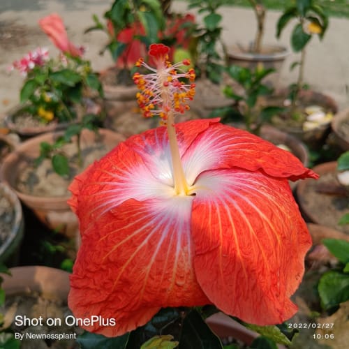 Hybrid Hibiscus Flower Plant | Dwarf and Hybrid Plants