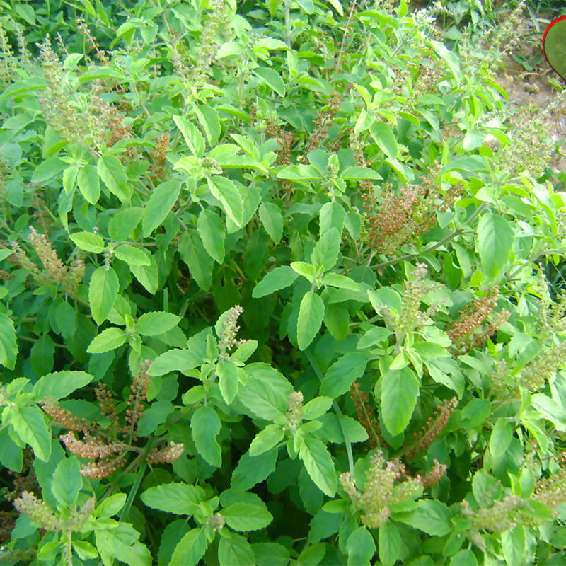 Sree Lakshmi Tulasi Auspicious Plant
