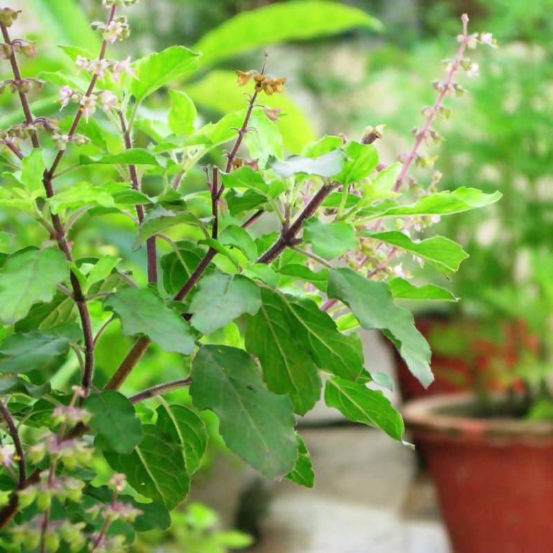 Sree Lakshmi Tulasi Auspicious Plant