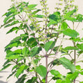 Sree Lakshmi Tulasi Auspicious Plant