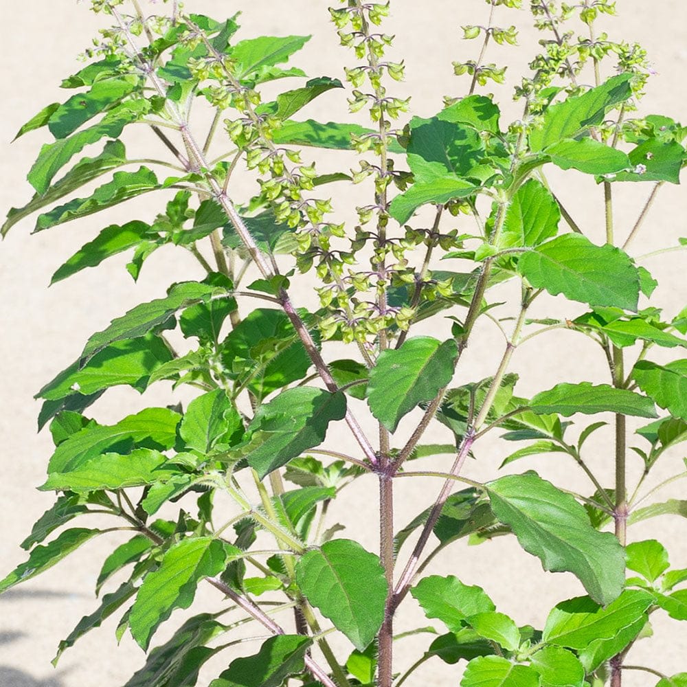 Sree Lakshmi Tulasi Auspicious Plant