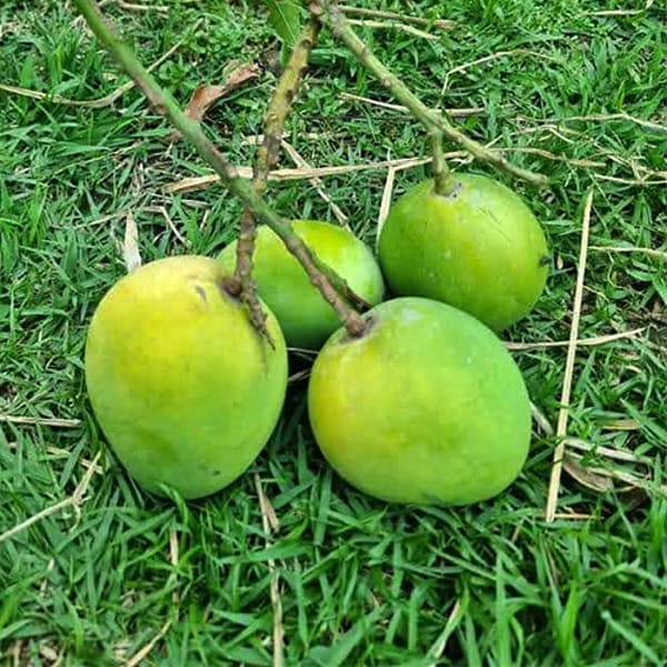 Gobindabhog Mango Plant | Dwarf and Hybrid Plants