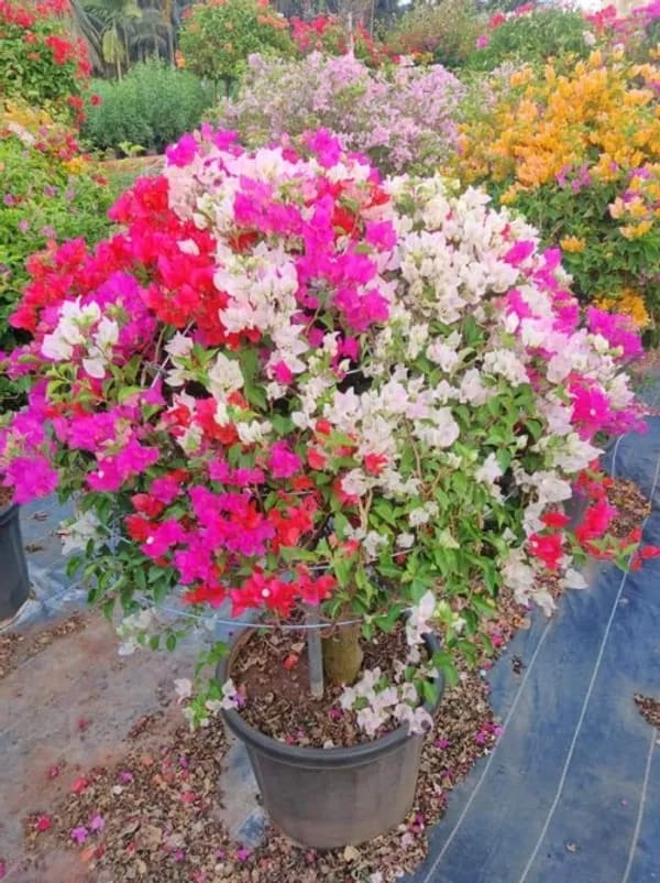 MULTICOLORED BOUGAINVELLIA PLANT