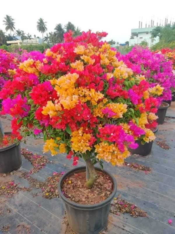 MULTICOLORED BOUGAINVELLIA PLANT