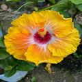 Hybrid Hibiscus Flower Plant | Dwarf and Hybrid Plants
