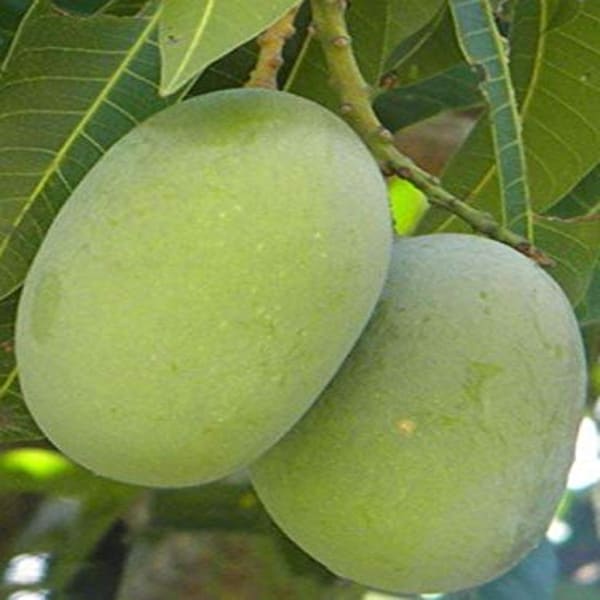 Langra Mango Plant | Dwarf and Hybrid Plants