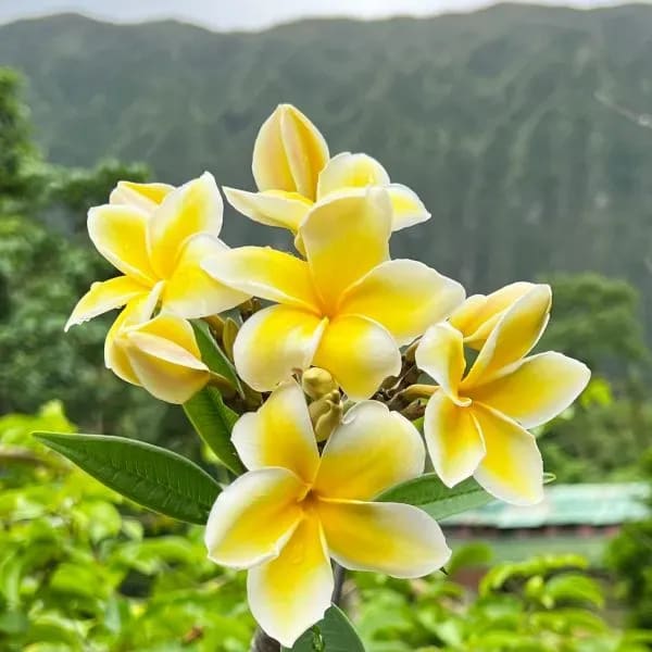 PLUMERIA RUBRA DIVA