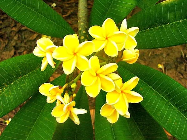 PLUMERIA RUBRA DIVA