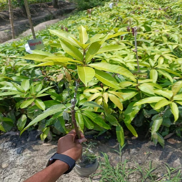 Aswina Mango Plant | Dwarf and Hybrid Plants