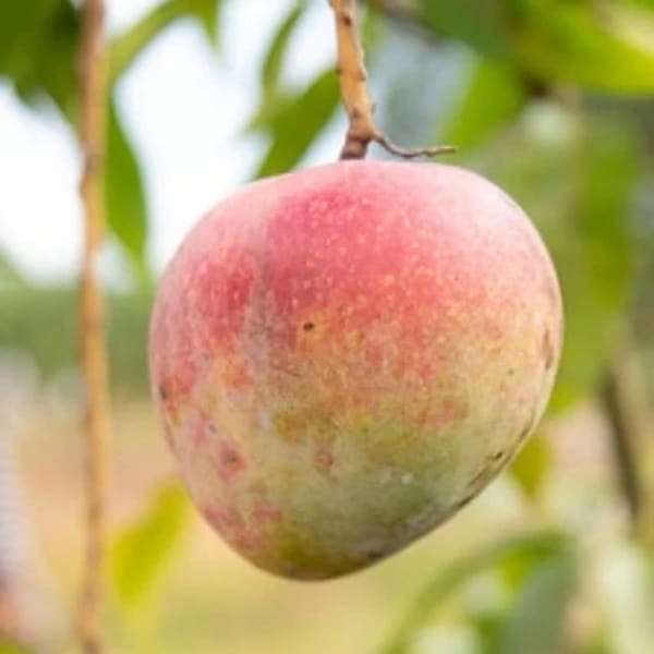Aswina Mango Plant | Dwarf and Hybrid Plants