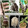 Red Grapes Plant Thai Verity Seedless| Dwarf and Hybrid Plants