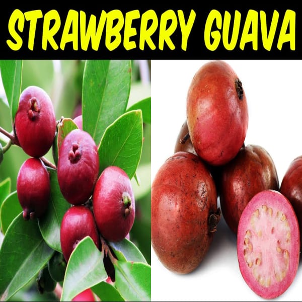 Strawberry Guava Plant| Dwarf and Hybrid Plants