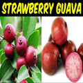 Strawberry Guava Plant| Dwarf and Hybrid Plants