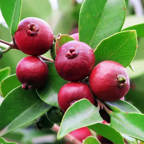 Strawberry Guava Plant| Dwarf and Hybrid Plants