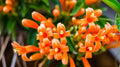 FLAME VINE CREPPER