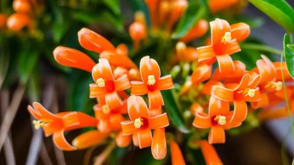 FLAME VINE CREPPER