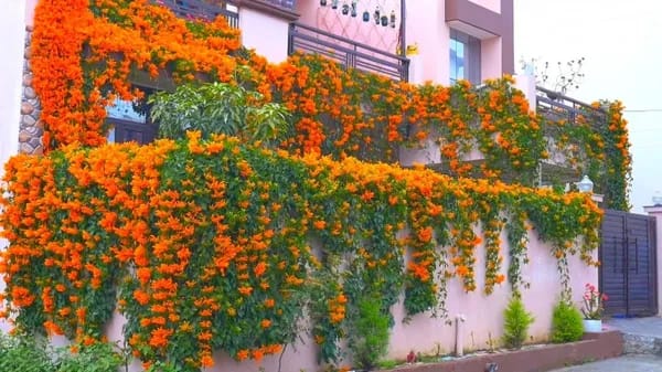 FLAME VINE CREPPER