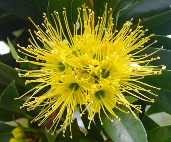 FIRST LOVE YELLOW