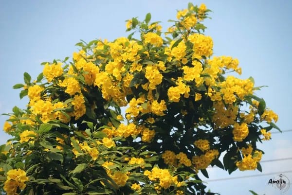 YELLOW TECOMA