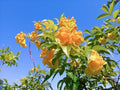 YELLOW TECOMA