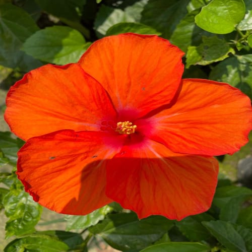 Hybrid Hibiscus Flower Plant | Dwarf and Hybrid Plants