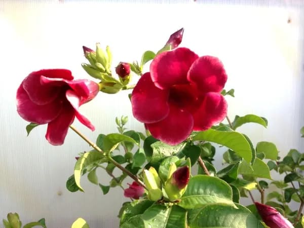 ALLAMANDA RED PLANT