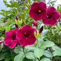 ALLAMANDA RED PLANT