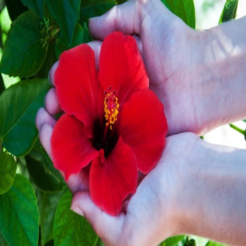 Hybrid Hibiscus Flower Plant | Dwarf and Hybrid Plants