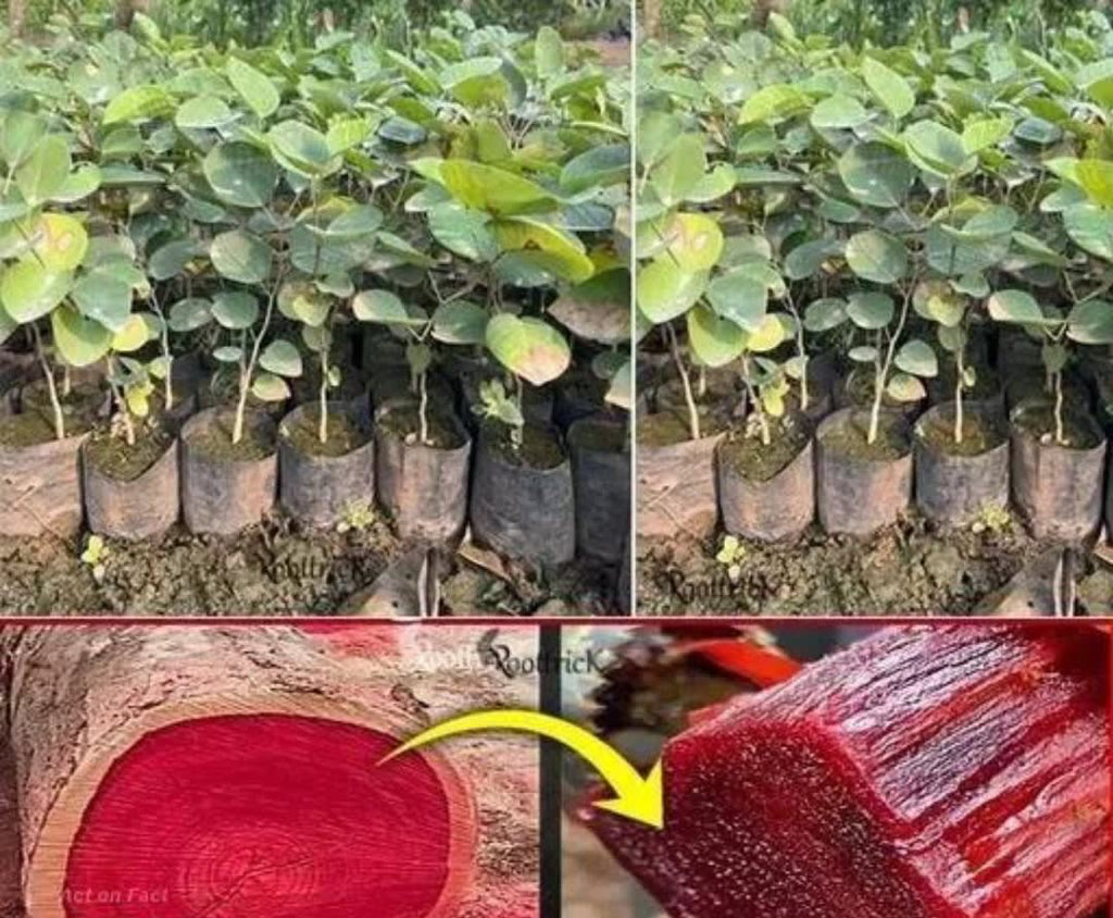 Rare Red Sandalwood plant | Lal Chandan Plant